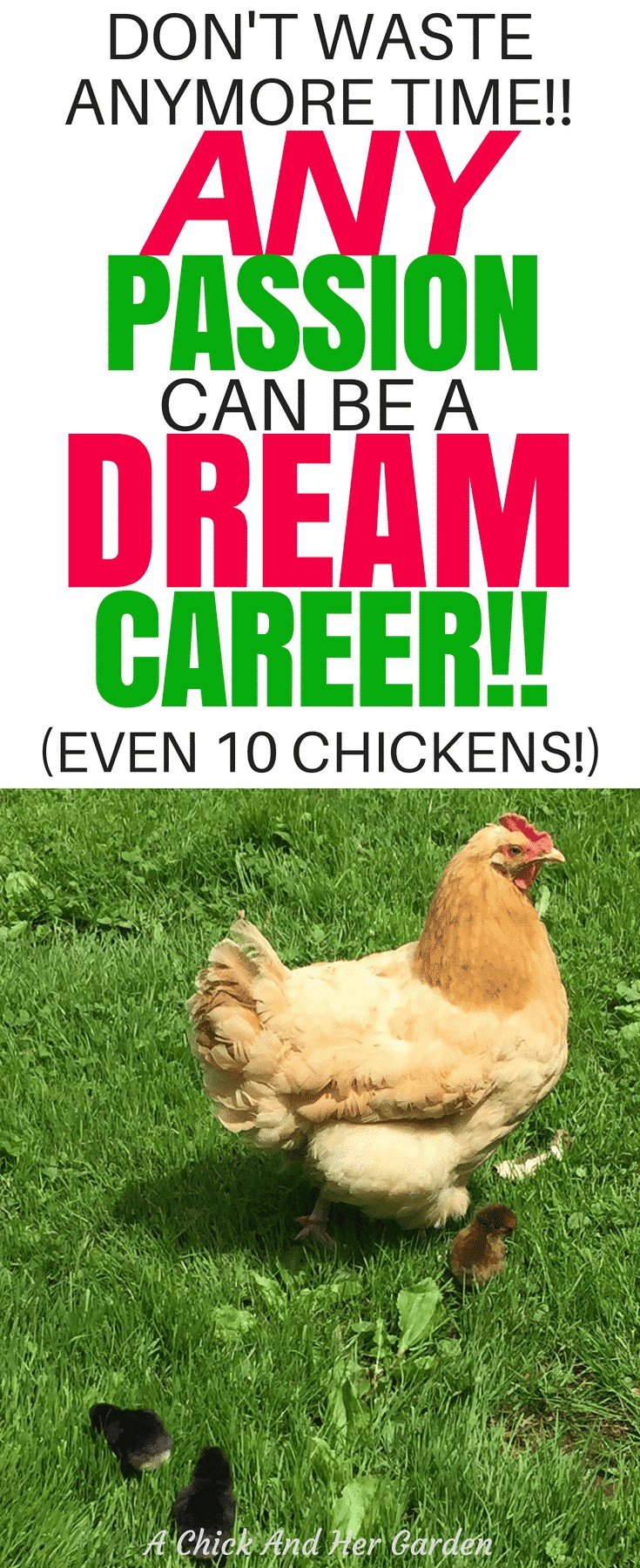  You can turn any passion into a career! Even 10 chickens! #lovewhatyoudo #dreamjob #workfromhome #makemoneyfromhome #makemoneyonline #achickandhergarden