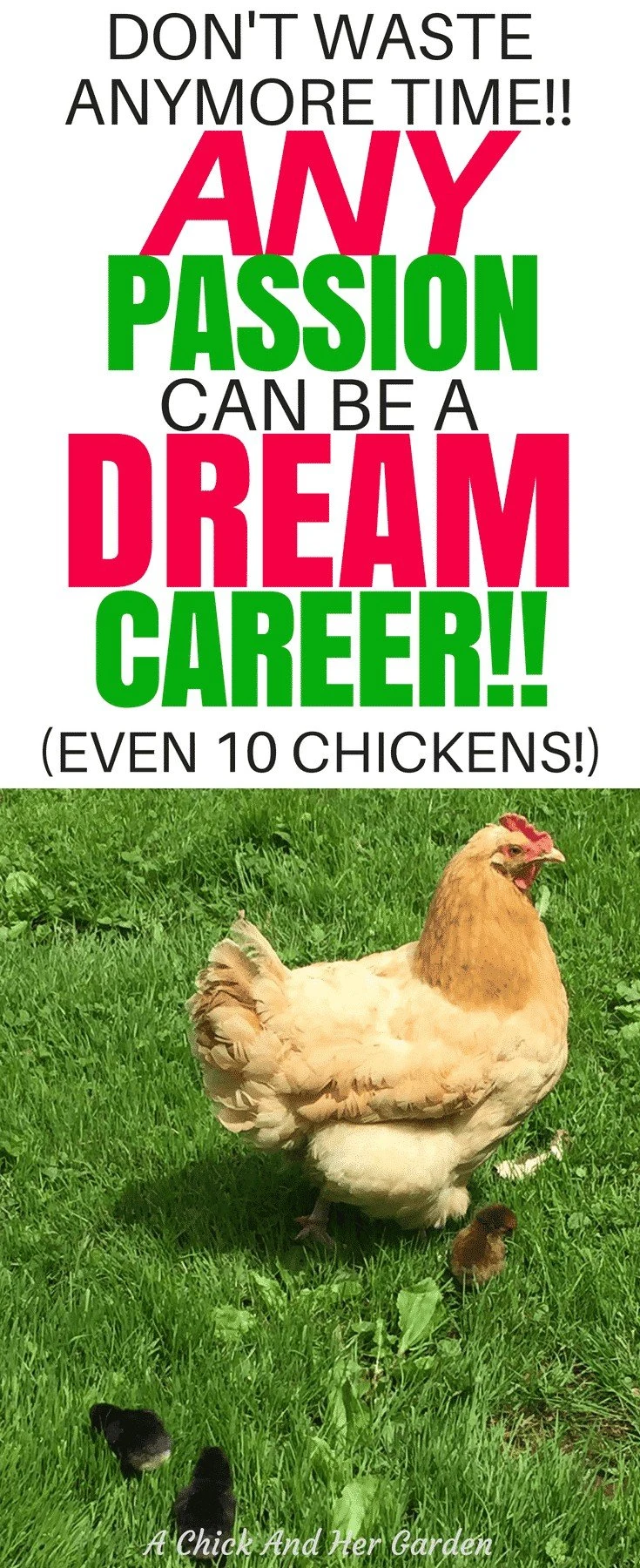  You can turn any passion into a career! Even 10 chickens! #lovewhatyoudo #dreamjob #workfromhome #makemoneyfromhome #makemoneyonline #achickandhergarden