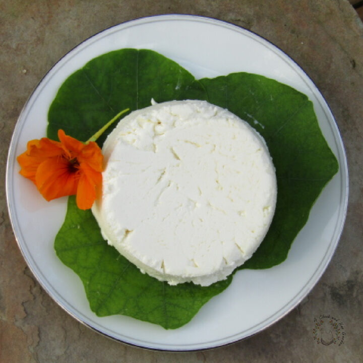 fresh round of goat cheese sitting on nasturtium leaves with an orange nasturtium flower nest to it on a white plate