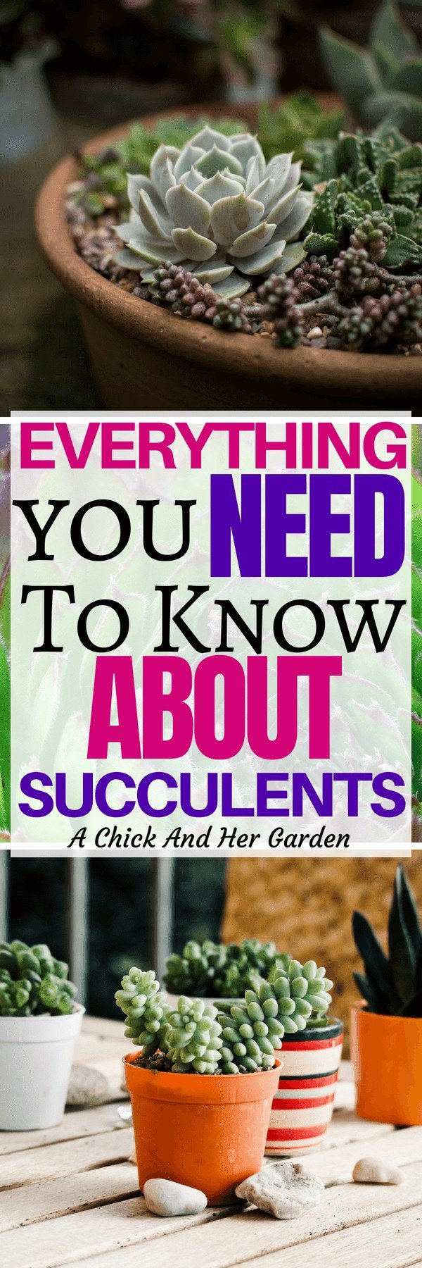 I'm in love with succulents! There's so much you can do with them, and this is a great post explaining the different kinds and how to care for them! #succulentcare #growingsucculents #houseplants #howtogrowsucculents #succulentlove #achickandhergarden