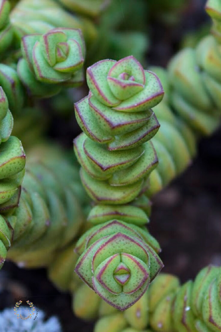 close up of Crassula perforata ivory towers succulent