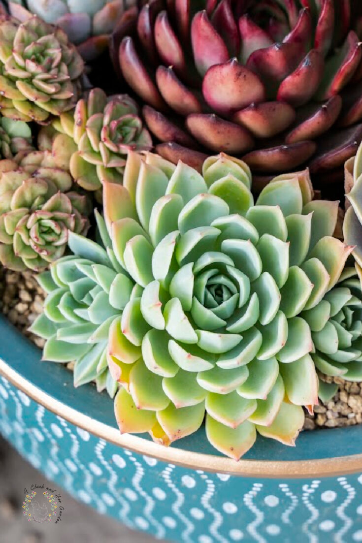 assorted blue green and purple succulents in a blue dish