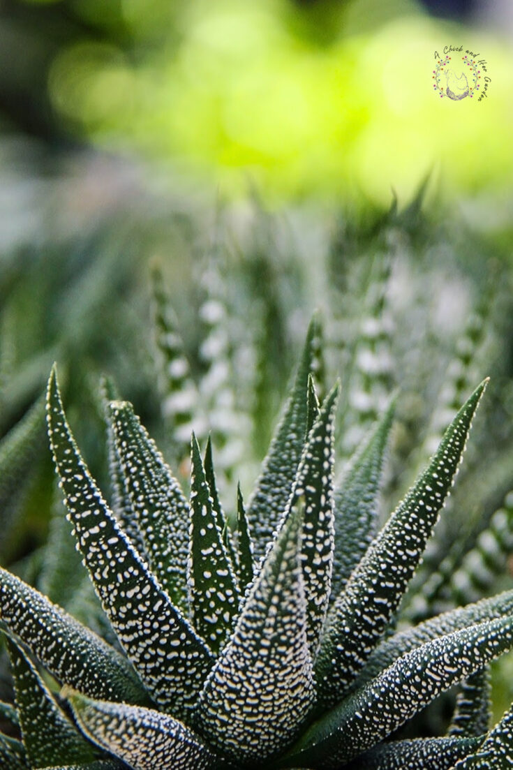 close up of haworthia plant