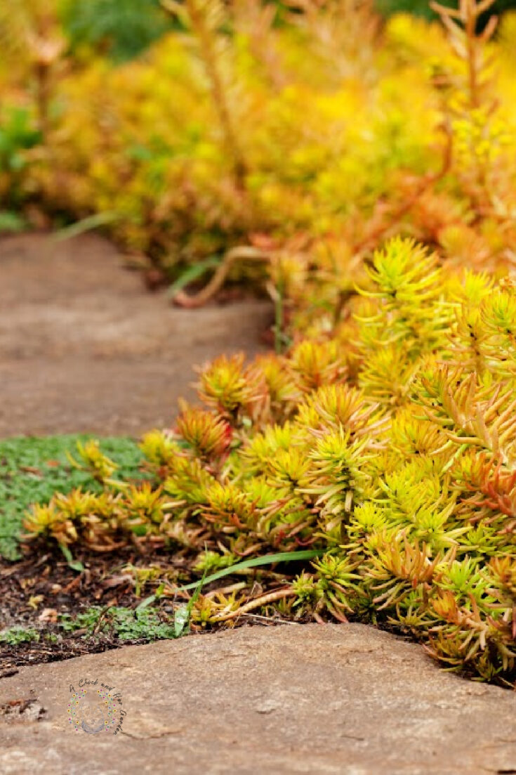 yellow and orange sedum growing onto a sidewalk