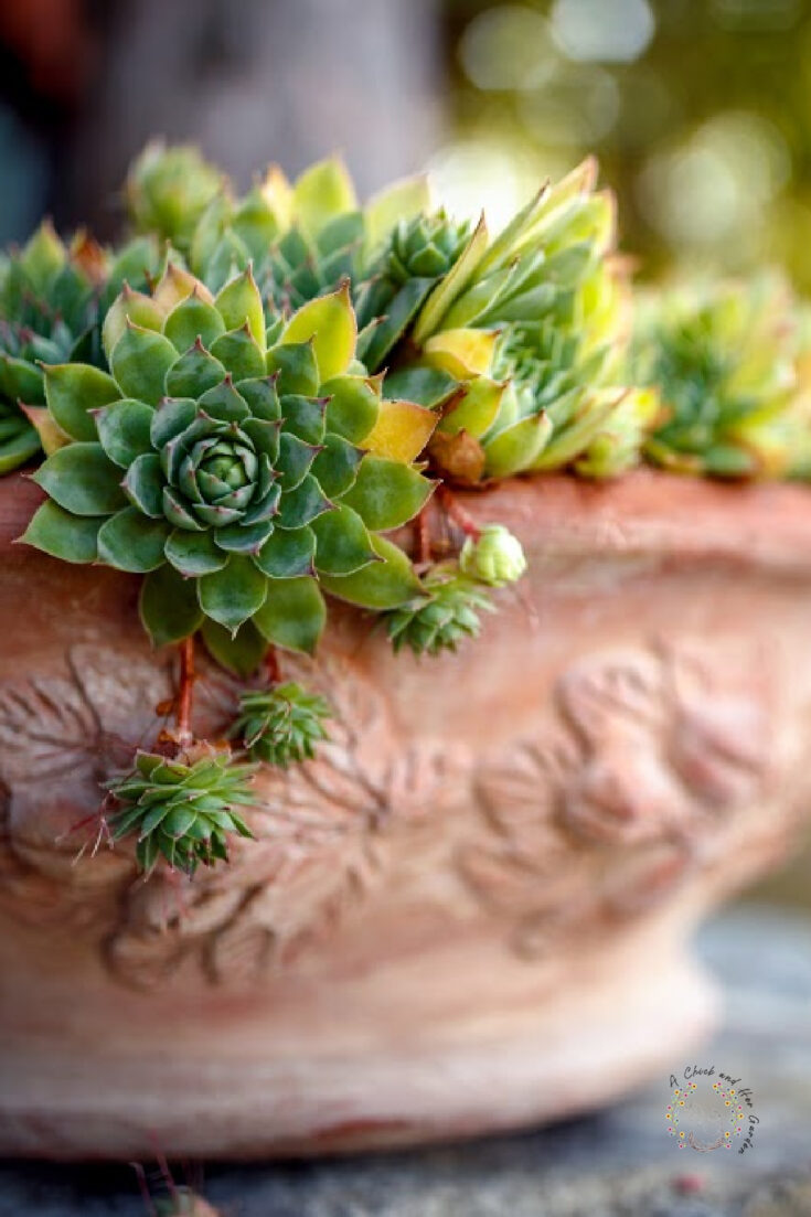 green sempervivum spilling out of a clay pot