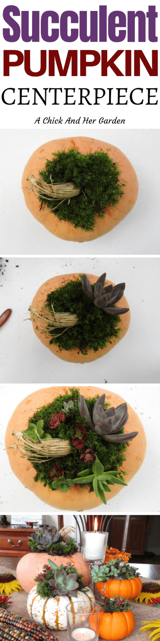 My obsession with succulents is growing! Now they're even in my Fall decorations! Check out how to make your own Succulent Pumpkin Centerpiece! #fallsucculents #falldecor #gardening #succulents #achickandhergarden