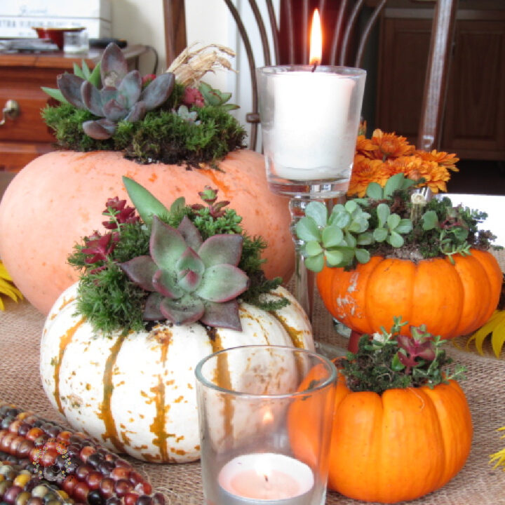 four assorted pumpkins decorated with succulents surrounded by tea light candles sunflowers and indian corn