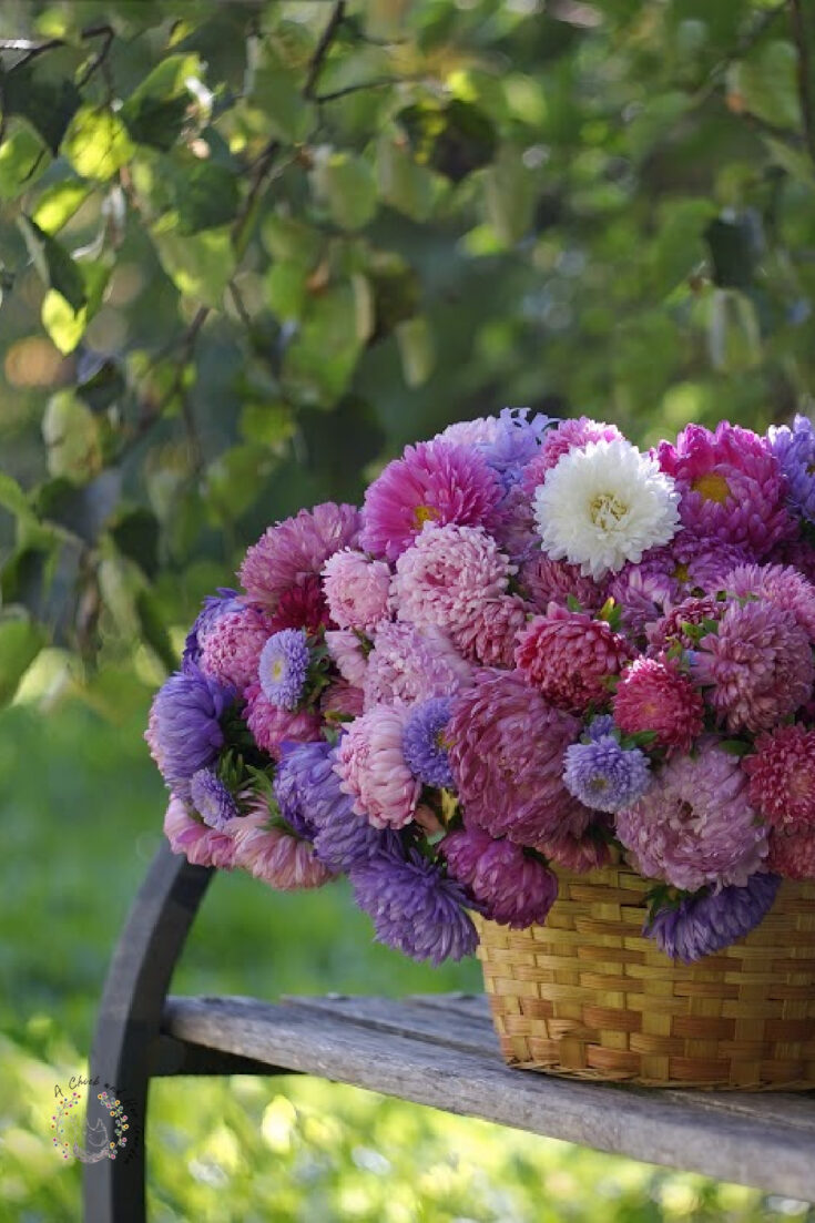 basket of fresh cut pink purple and white aster flowers sitting on a park bench