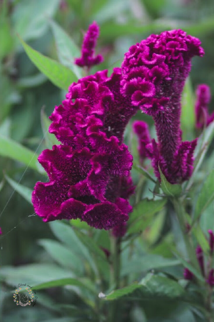 close up of purple cockscomb celosia