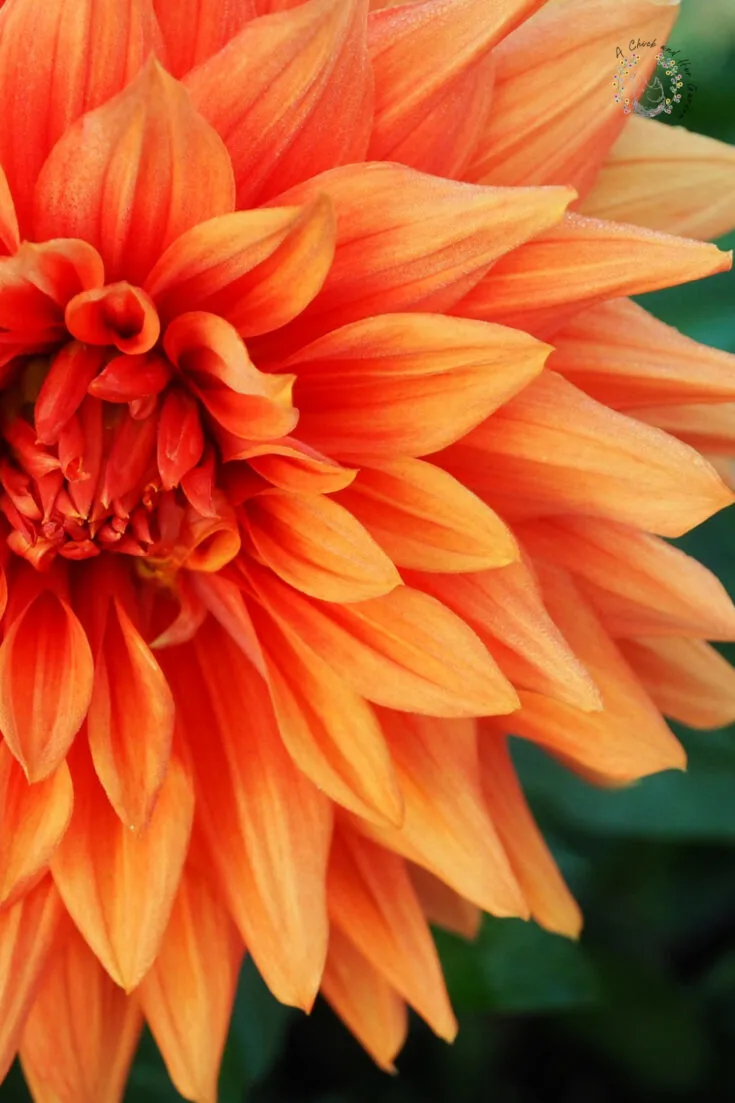 closeup of a bright orange dahlia