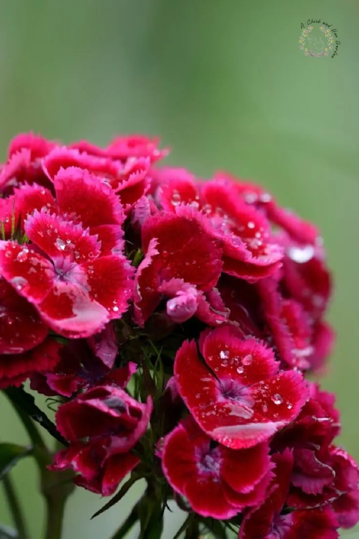 closeup of red and pink dianthus flower