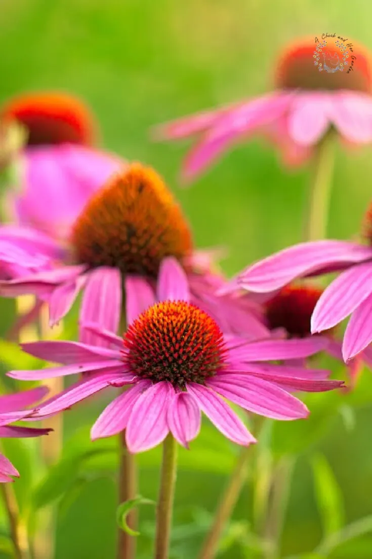 Field of echinacea flowers at sunrise