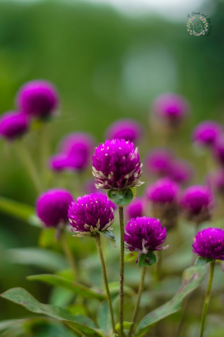 close up of gomphrena flowers in the garden