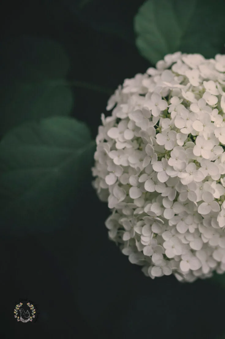 white hydrangea with a background of dark green leaves