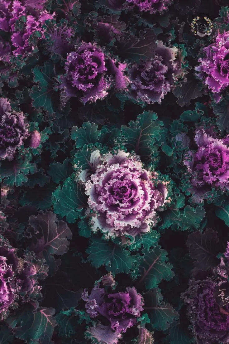 multiple heads of purple and green ornamental kale