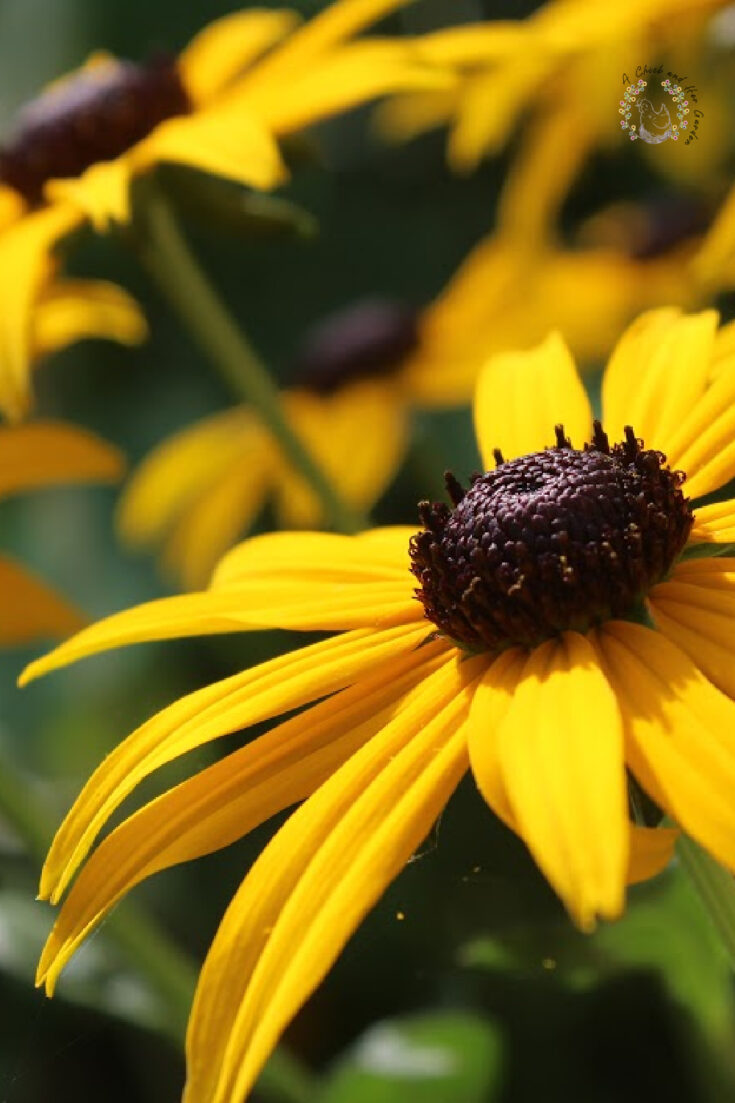 The brightly yellow colored flowers of Rudbeckia fulgida also known as the cone flower, in close up in a natural outdoor setting