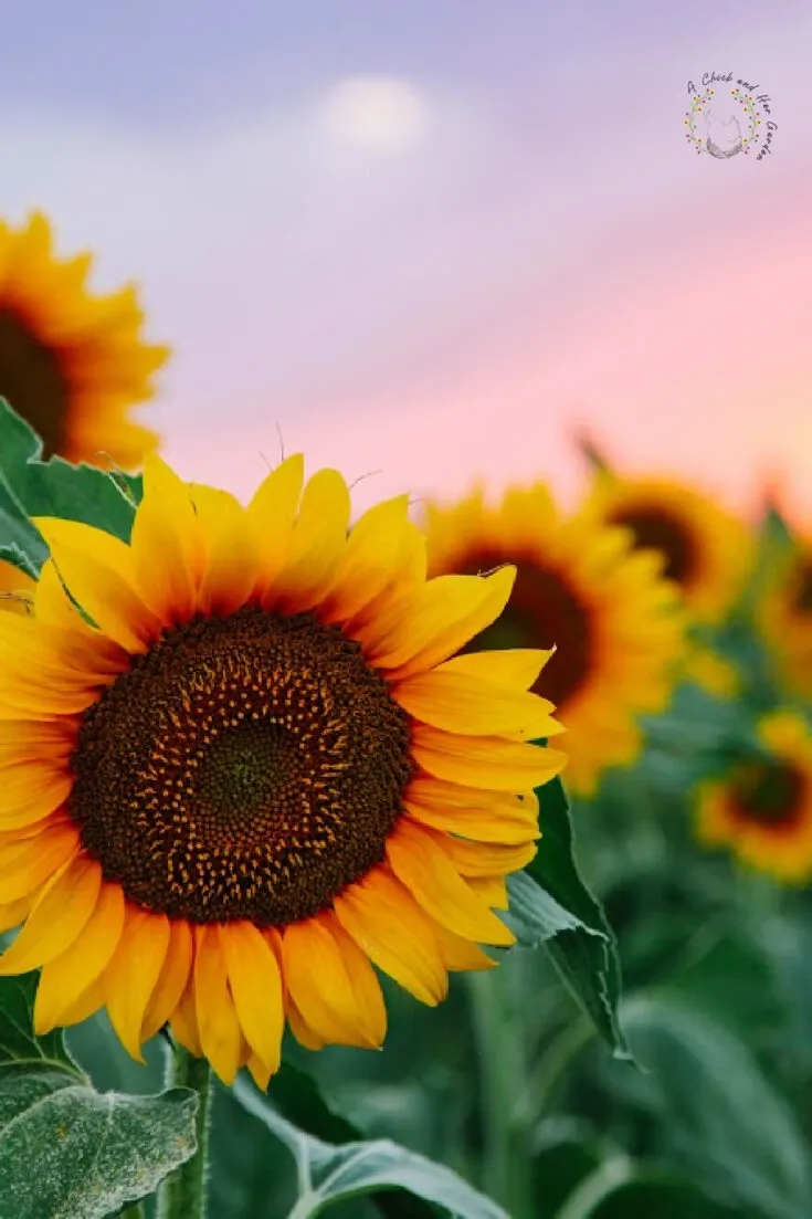 Field of young orange sunflowers on a sunset background.