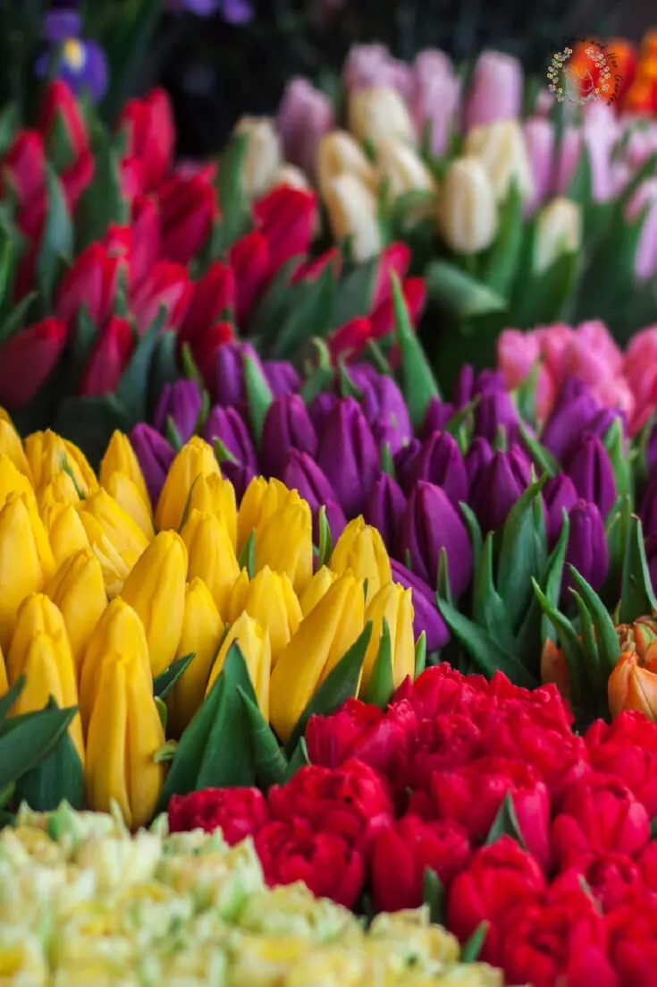 bunches of fresh cut tulips in various colors