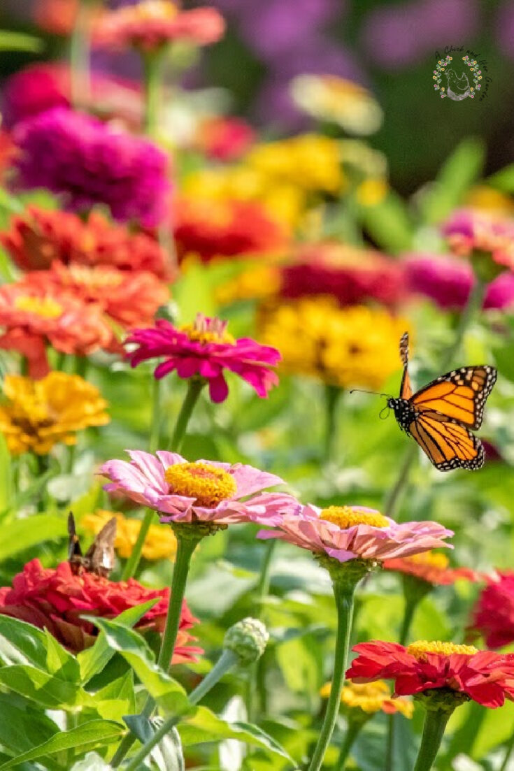 A Monarch Butterfly flies over the zinnia garden on a summer morning.