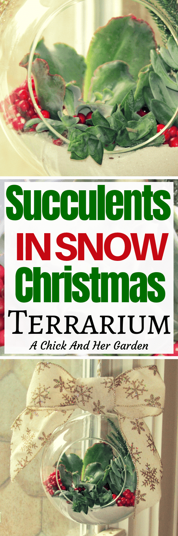 This was the perfect way to use succulents in my holiday decorations! I love the way these tender succulents look like they're growing in snow! #christmasdecorations #christmassucculents #succulents #terrarium #achickandhergarden