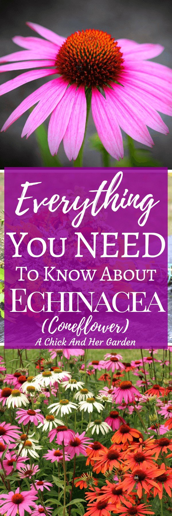 All About Growing Echinacea