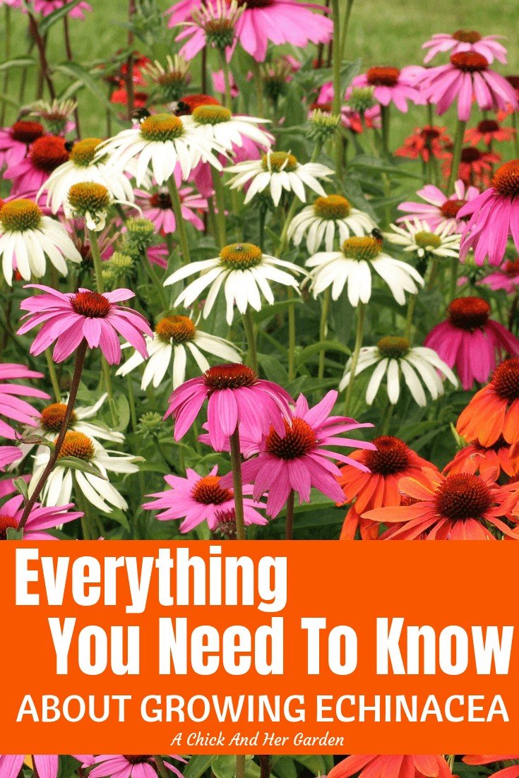 All About Growing Echinacea