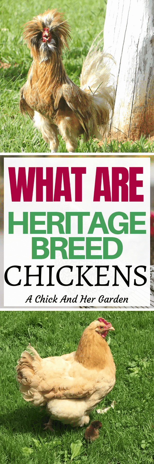 Did you know that heritage breed chickens are in danger of becoming extinct?? This is a great post on the benefits of keeping these chicken breeds thriving! #heritagechickens #backyardchickens #raisingchickens #homesteading #sustainablechickens #achickandhergarden