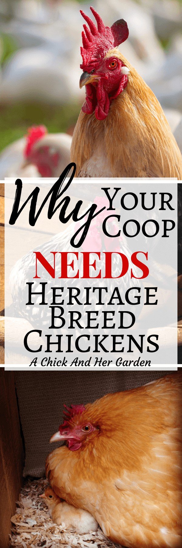 What Are Heritage Breed Chickens