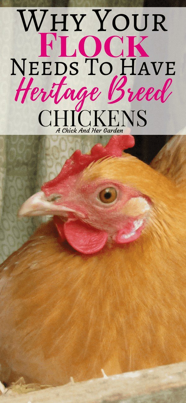 What Are Heritage Breed Chickens