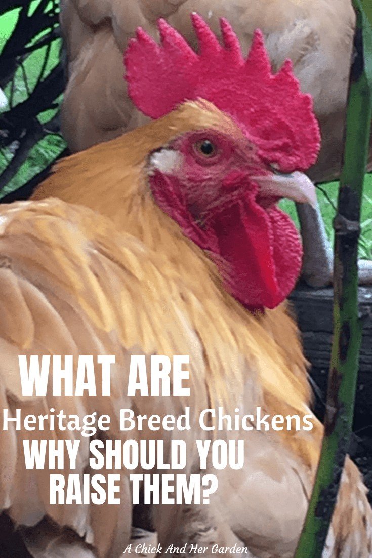 What Are Heritage Breed Chickens