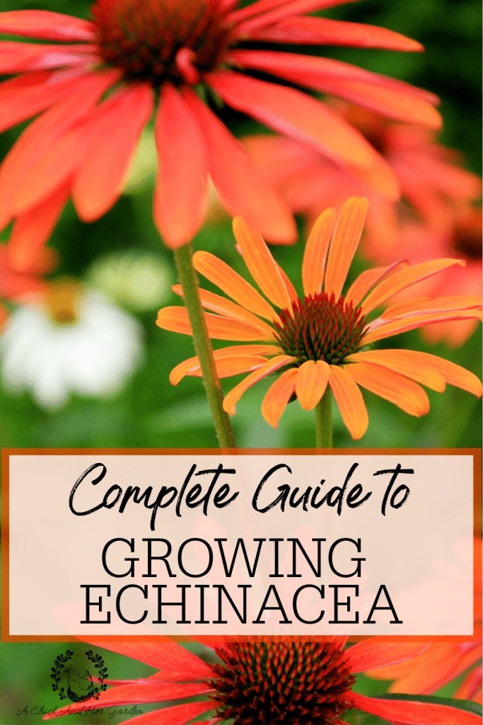 All About Growing Echinacea