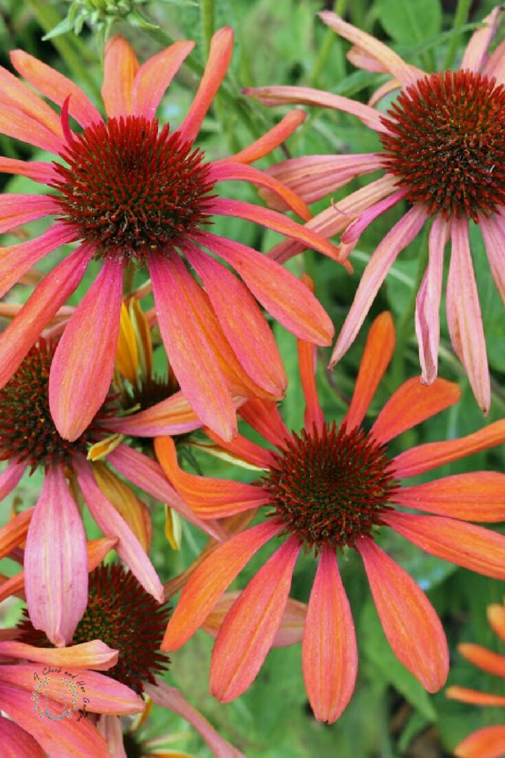 closeup of cheyenne spirit coneflower in the garden