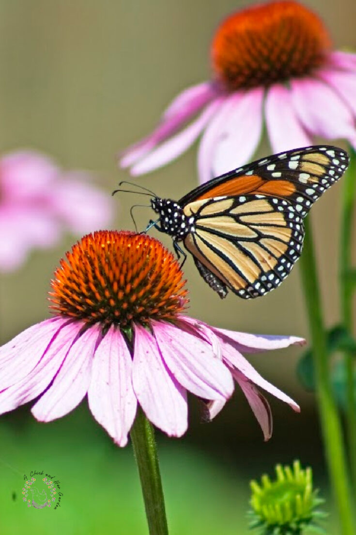 monarch butterfly drinking nectar from a coneflower