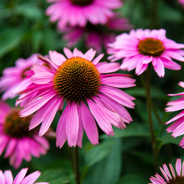 closeup of purple coneflower in the garden