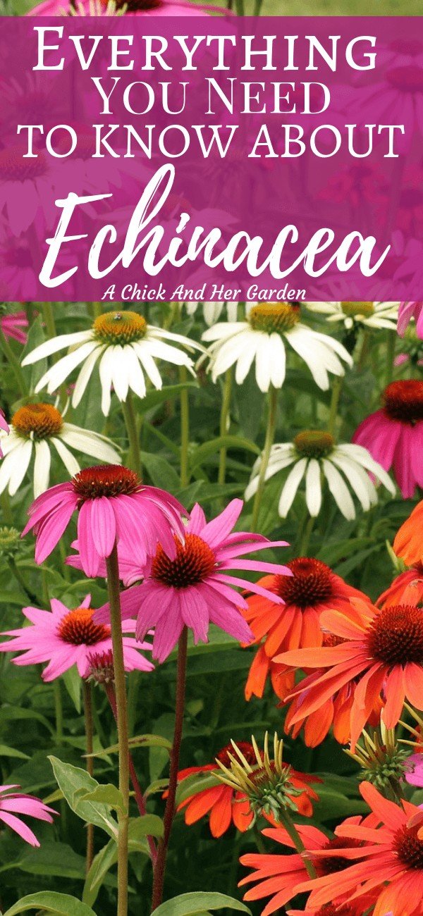 All About Growing Echinacea