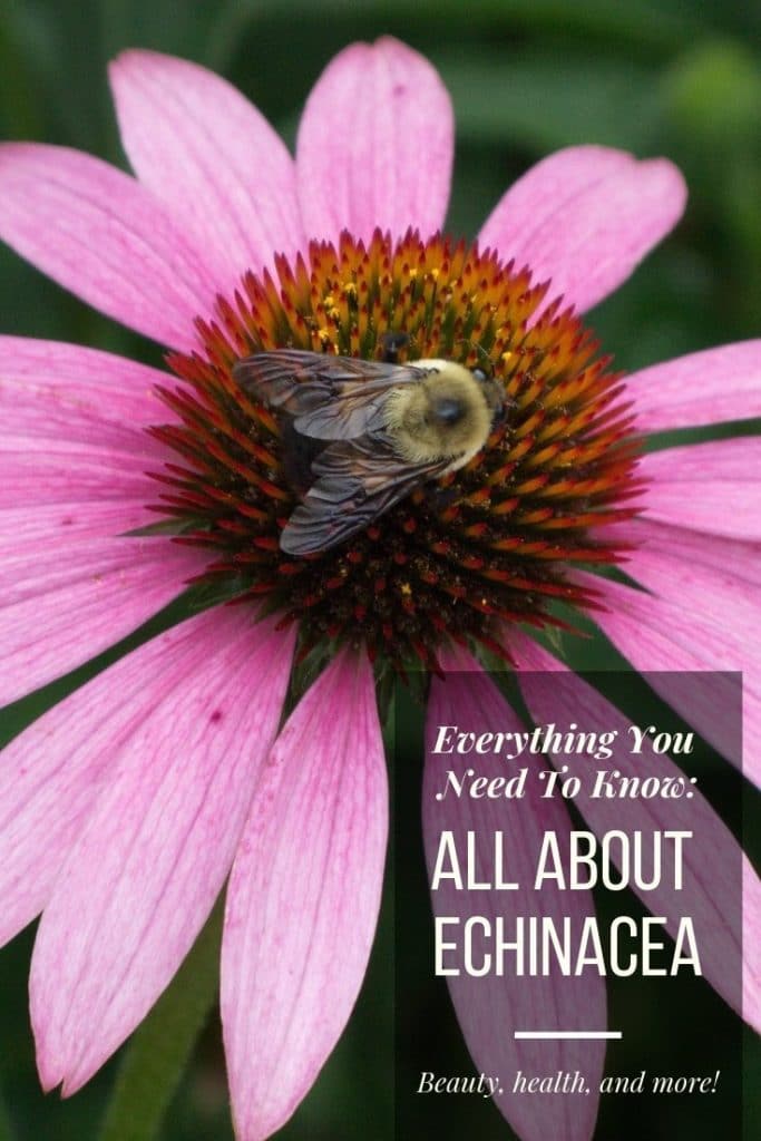 All About Growing Echinacea