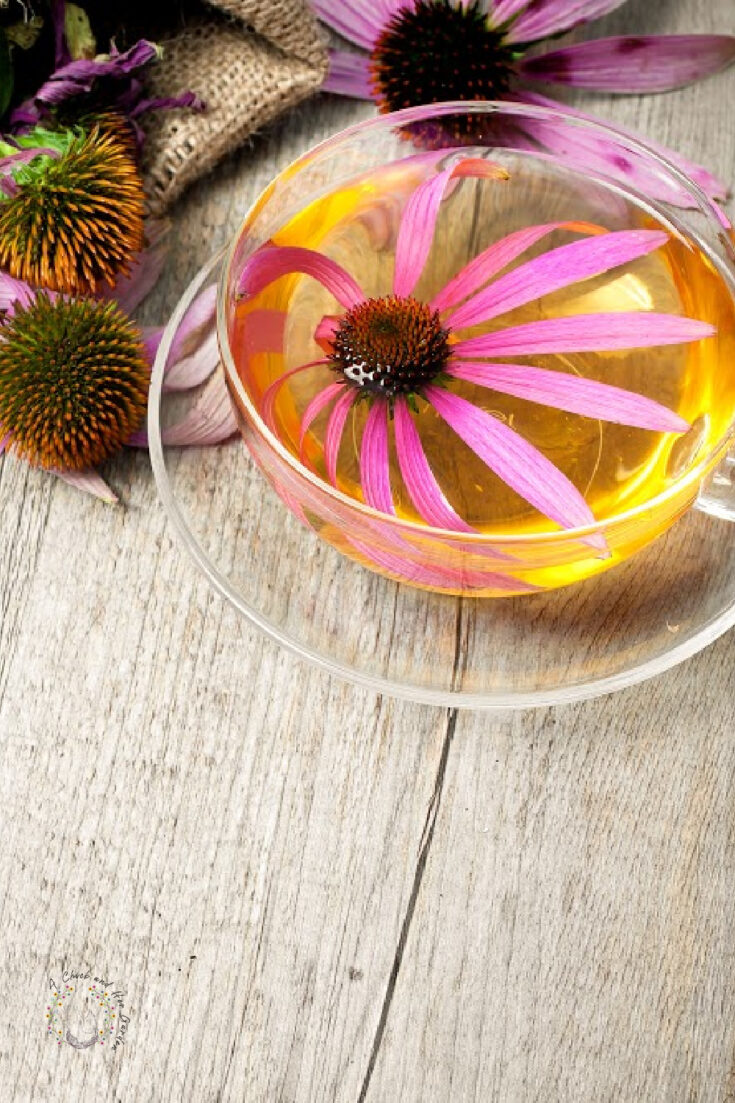 Echinacea purpurea. Cup of echinacea  tea on wooden table