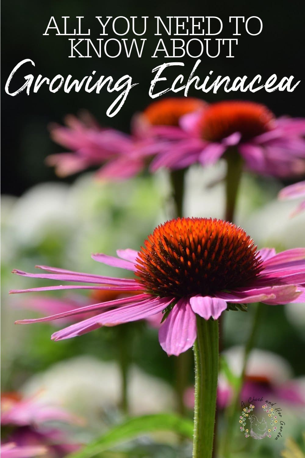 All About Growing Echinacea