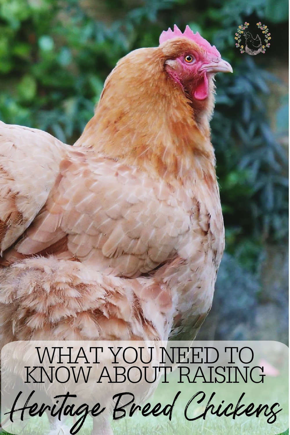 What Are Heritage Breed Chickens