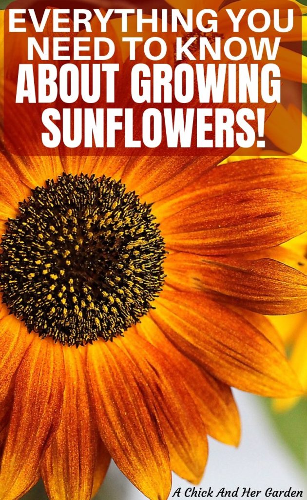 How to Grow Sunflowers