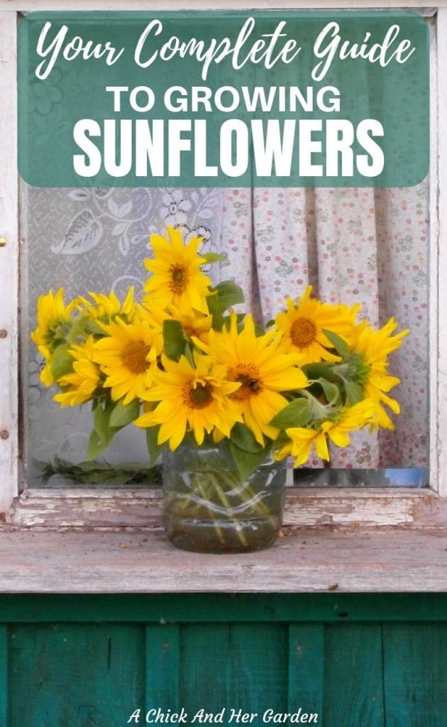 How to Grow Sunflowers