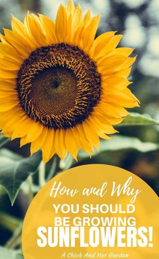 Sunflowers instantly make me think of summer! But I love all of the extra uses of sunflowers that she talks about in this post! I will definitely be growing sunflowers in our garden every summer! #growsunflowers #cuttinggarden #vegetablegardening #growflowers #gardening #achickandhergarden