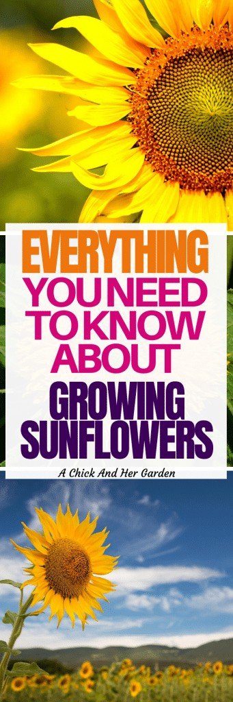 How to Grow Sunflowers