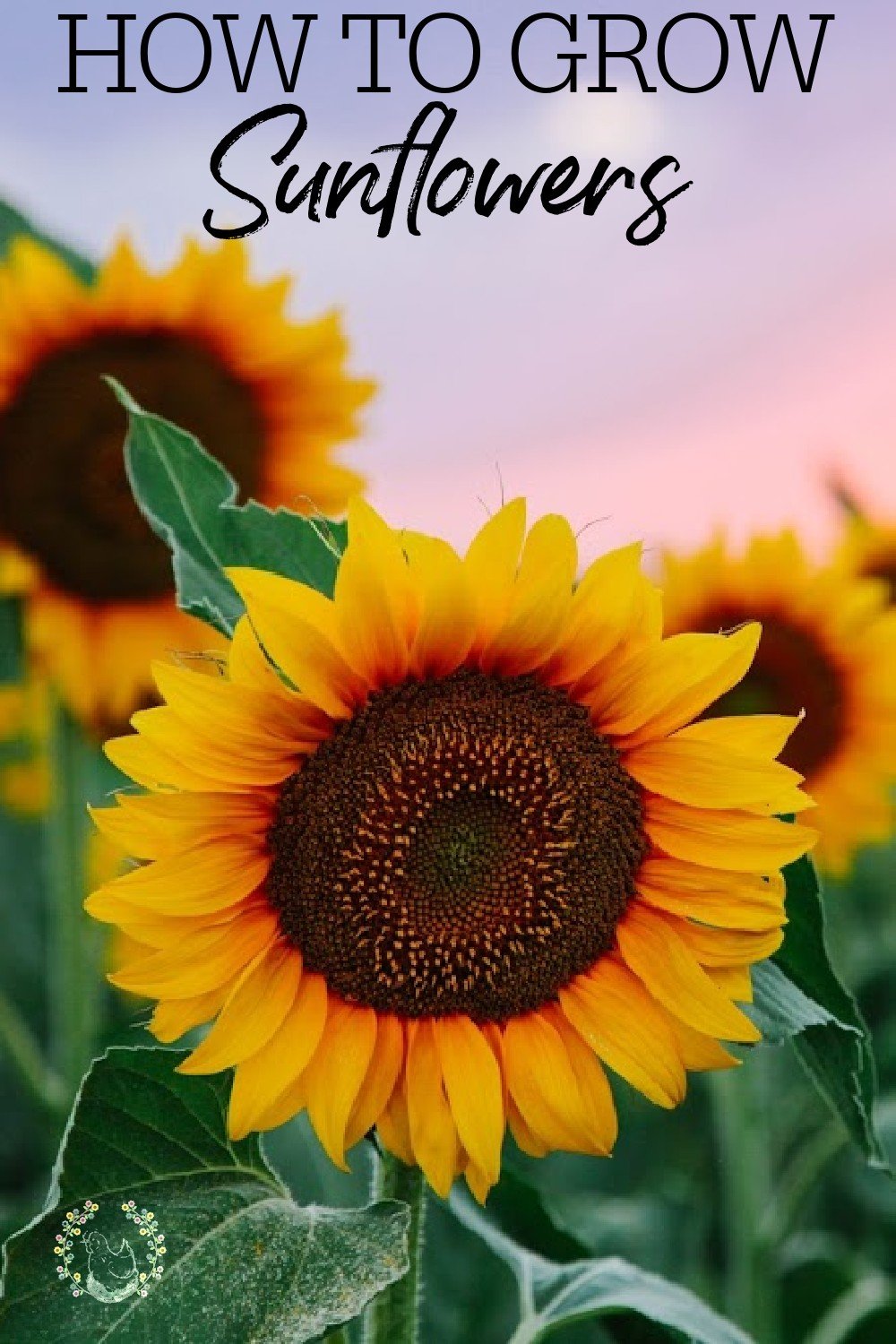 How to Grow Sunflowers