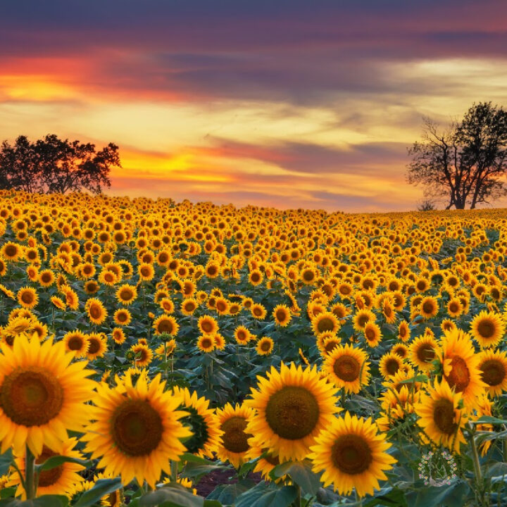 Sunflower field in the Midwest in full bloom at sunset.