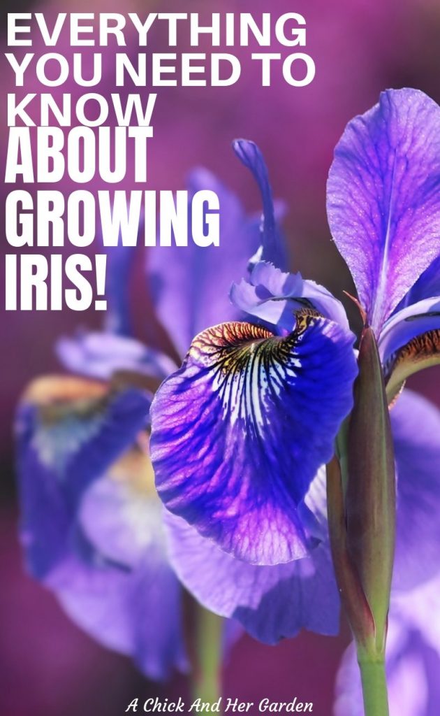 Learning how to grow Iris was one of the easiest things when I first started gardening! This post is a great breakdown of just how easy Iris is to grow as a Spring perennial! #springflowers #growingflowers #perennials #growingiris #springgardening #gardeningforbeginners #achickandhergarden