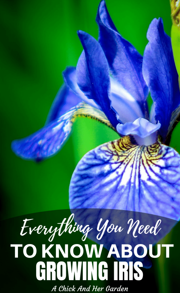 How to Grow Iris A Chick And Her Garden