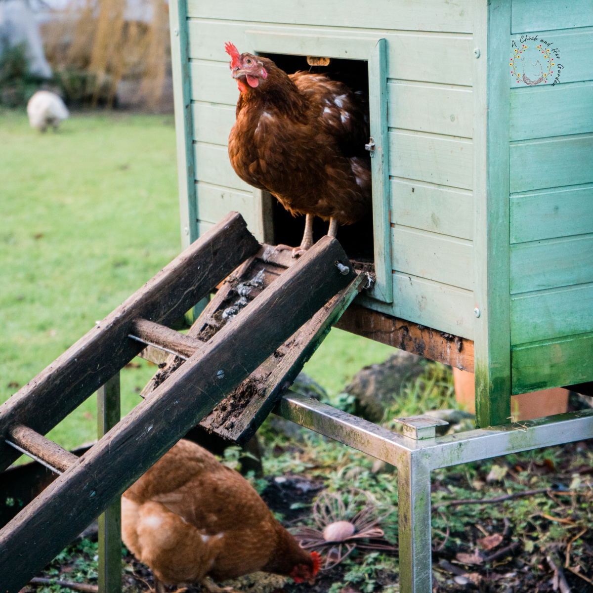 light green chicken coop with a ladder for a ramp and one chicken peeking out of the door and another on the ground under the ladder