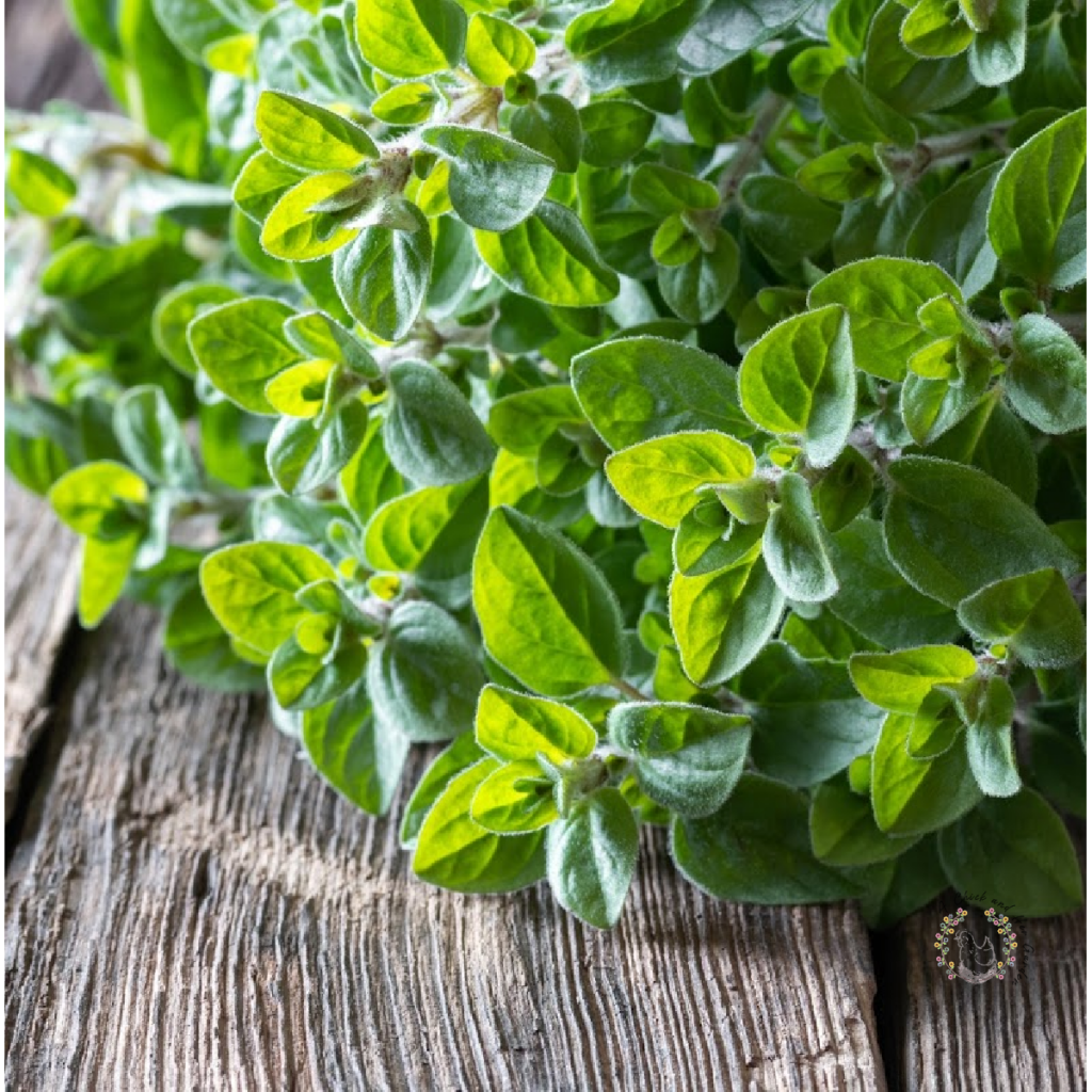 How To Grow, Use, and Dry Oregano A Chick And Her Garden