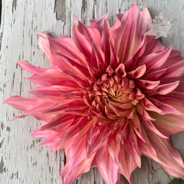 Penhill Watermelon Dahlia Tuber